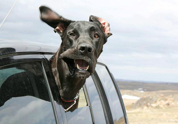 走行中の車から顔を出す犬のおもしろ顔画像 9