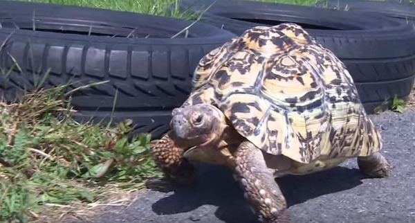 このカメ、速いぞ！世界最速の亀がめでたくギネス更新 (1)