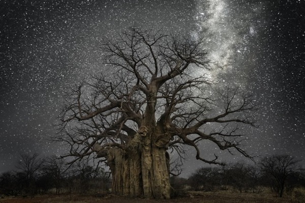 星空と古い木の美しい風景写真 9