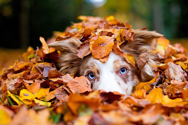 秋まっしぐら 紅葉や秋の森の中を楽しむ動物たちの画像 秋まっしぐら 紅葉や秋の森の中を楽しむ動物たちの画像