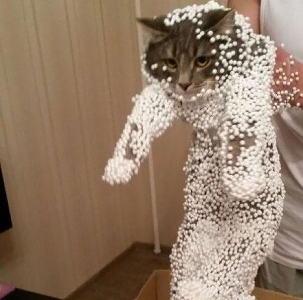 猫画像 どうしてこうにゃった 大ピンチに陥ったドジっ子なにゃんこ達 33枚 猫画像 どうしてこうにゃった 大ピンチに陥ったドジっ子なにゃんこ達 33枚