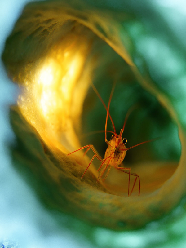 In the Hall of the Shrimp Queen