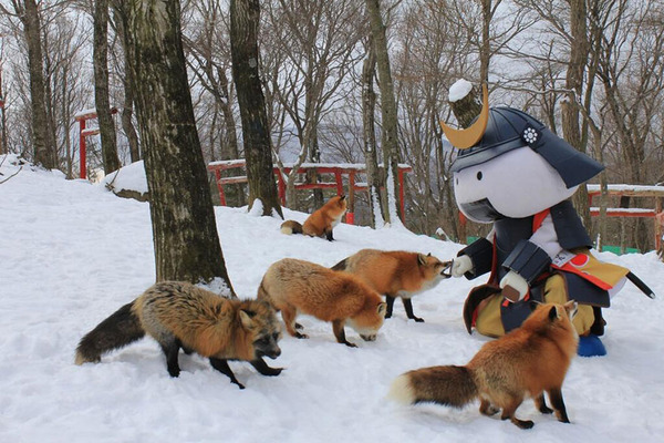 キツネに餌をあげる