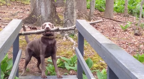 橋を渡れない犬