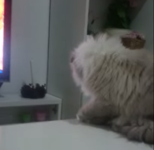結局落としちゃった無慈悲な猫