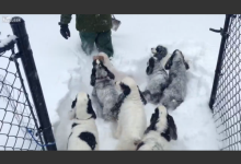 吹雪の中、雪を掻き分けて楽しむ犬達