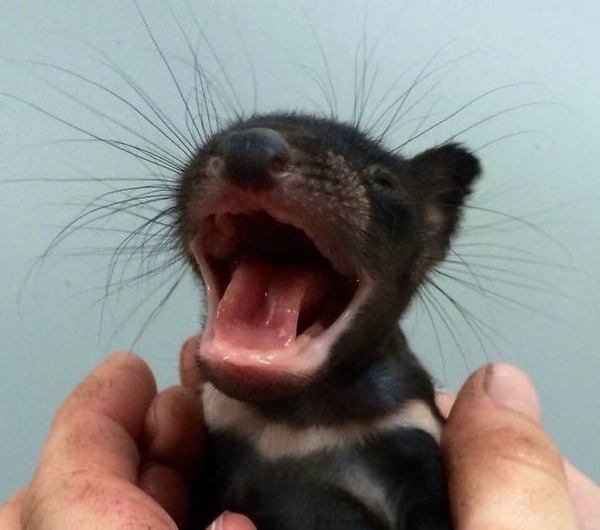 可愛いタスマニアンデビルの動物の赤ちゃん