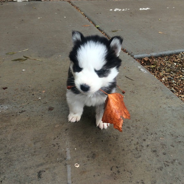 トトロみたいな子犬