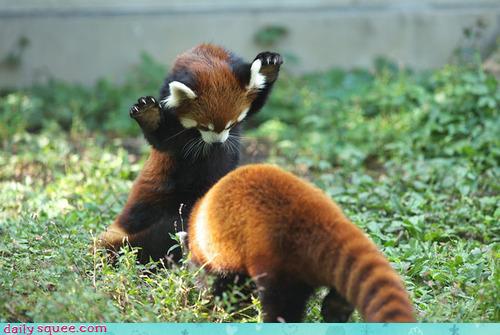 野生のモフモフ代表 アカパンダことレッサーパンダが可愛い