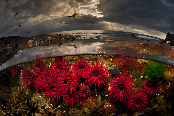 水中と水上を隔てた幻想的な写真 海の中の異世界感