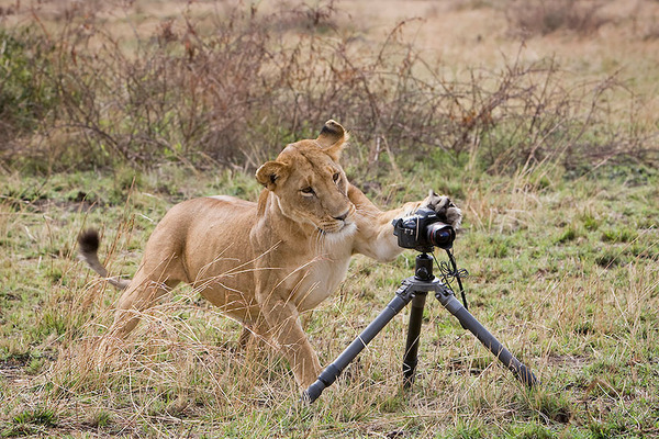 カメラに興味津々な動物の画像 (2)