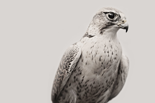 ホワイトファルコン