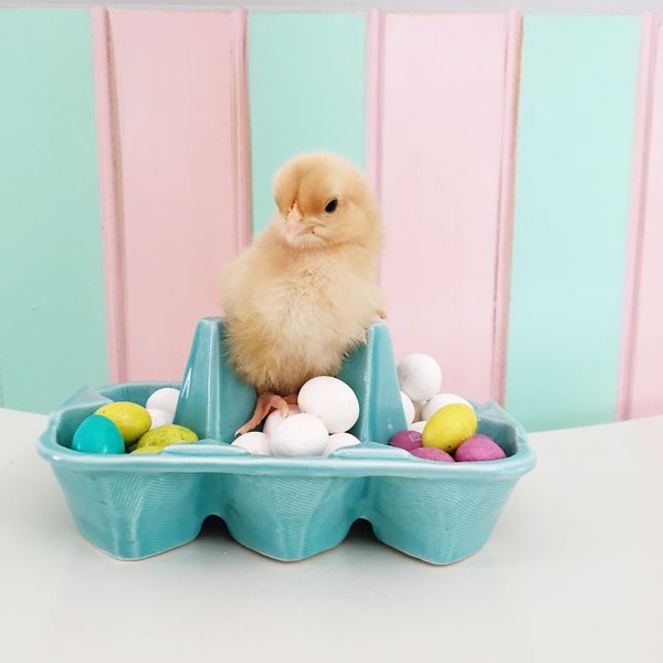 かわいいひよこの写真4