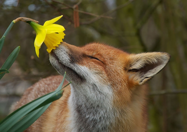 くんくん良い香り。花の匂いを嗅ぐ動物たちの画像 (8)