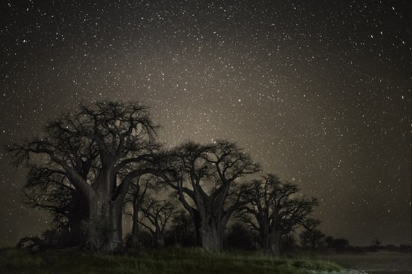 星空と古い木の美しい風景写真 13
