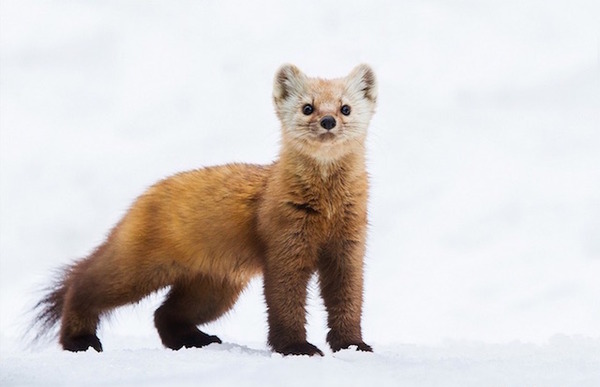 激おこぷんぷん丸なかわいさ イタチ科の野生動物マツテン