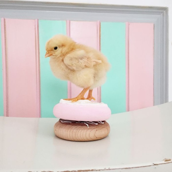 かわいいひよこの写真5