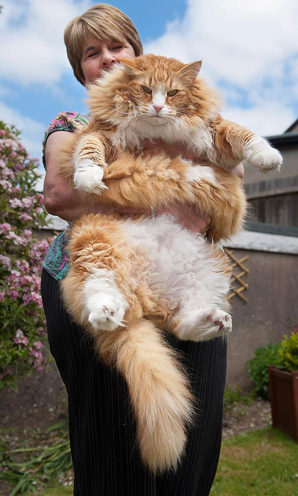 とても大きい猫の画像 9
