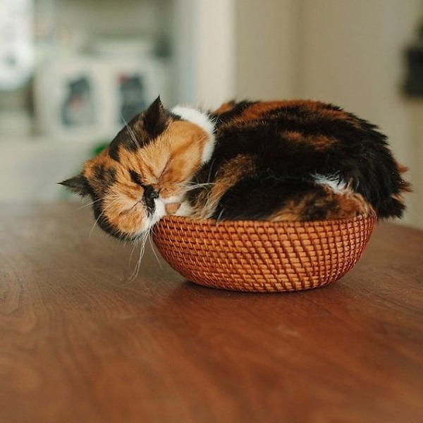 カゴの中の子猫