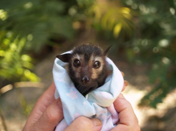 可愛いコウモリの動物の赤ちゃん2