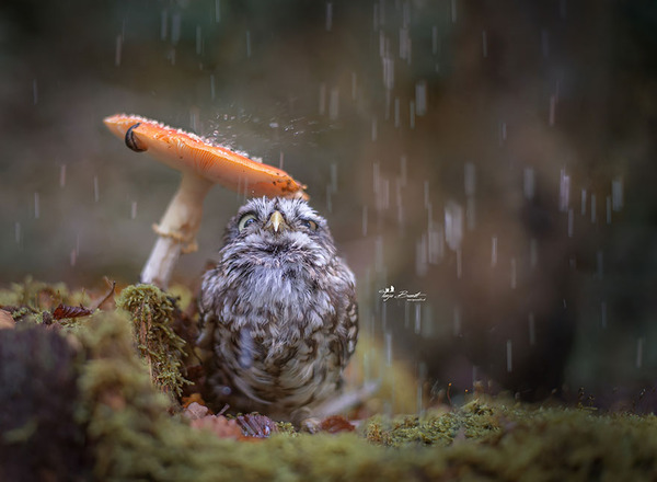 ファンタジック！森のキノコで雨宿りするフクロウの画像ほか (1)