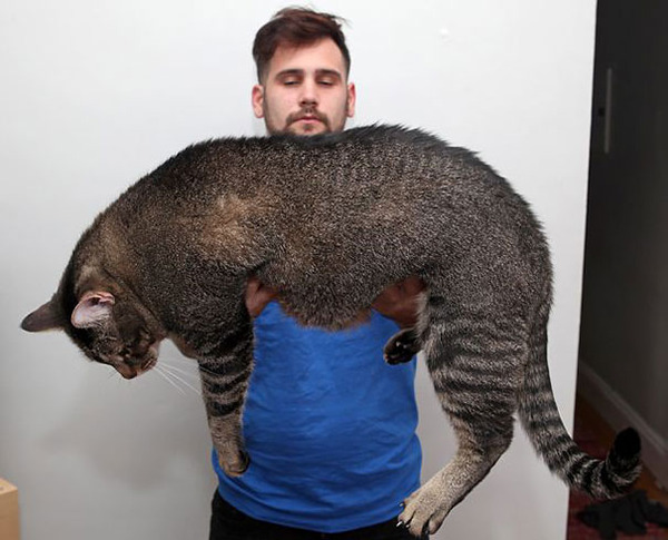 とても大きい猫の画像 11