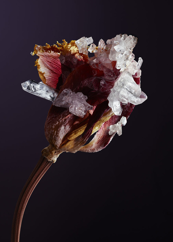 花と結晶 植物と鉱石を融合した芸術作品