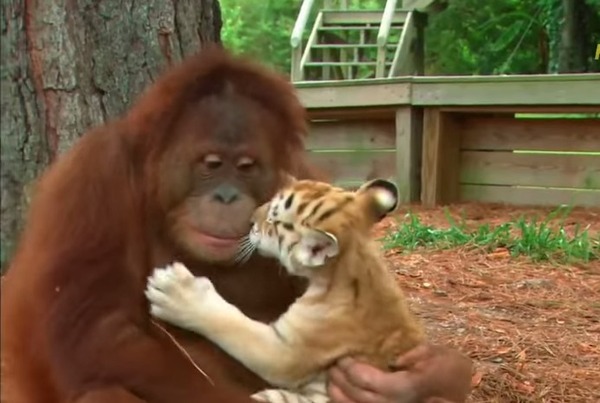 オランウータンと子虎の親子