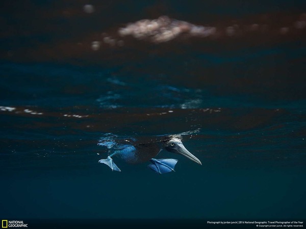 hunting - blue footed booby