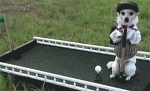 コスプレ犬猫たちの動くおもしろGIF画像 (17)