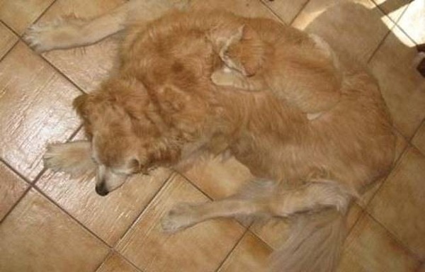 犬と猫も一体化!
