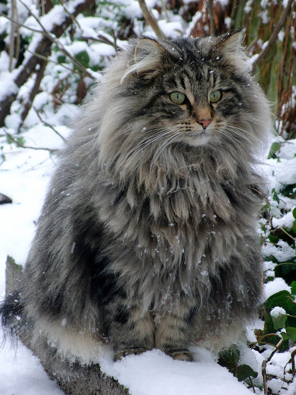 とても大きい猫の画像 2