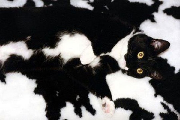 擬態猫