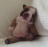 ブサイク？でもそこが可愛い！ブルドッグの魅力をタップリ紹介！