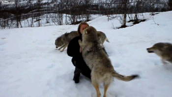 灰色オオカミと人間との感動の再開 Gif 動画 灰色オオカミと人間との感動の再開 Gif 動画