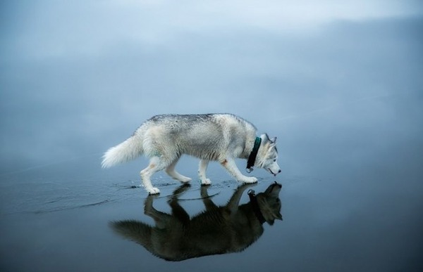 神々しい透明感 凍った湖の上を歩くシベリアンハスキー犬の写真