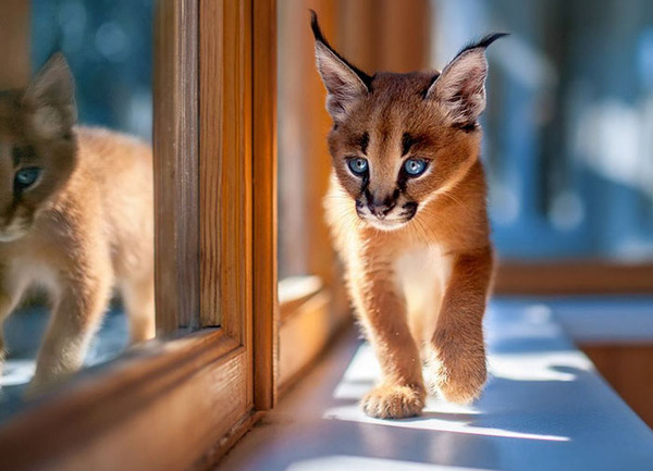 カラカルの画像！麻呂眉と耳の房毛が特徴的なネコ科動物 (17)