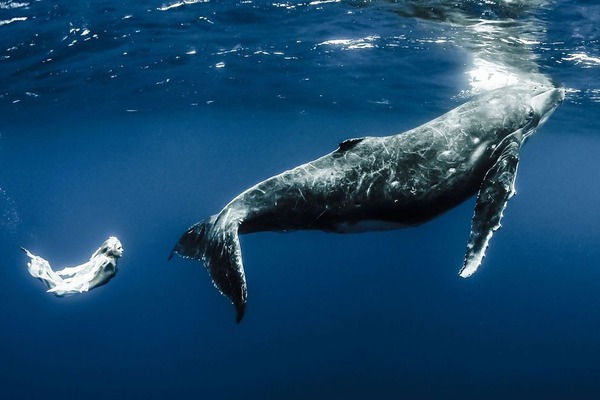 ザトウクジラとモデルのダイバーが一緒に海中を泳ぐ 8