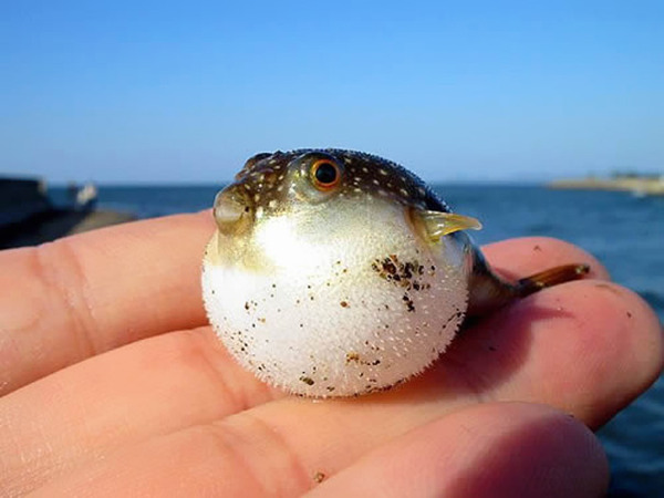 可愛いフグの動物の赤ちゃん