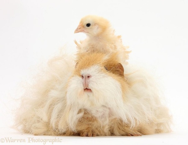 似てる！親が違うのにそっくりな動物画像30枚 (26)