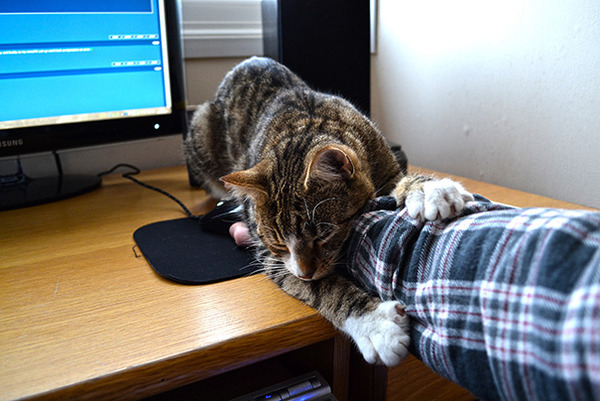 ボクに構いにゃさい。ツンデレ猫画像 (21)