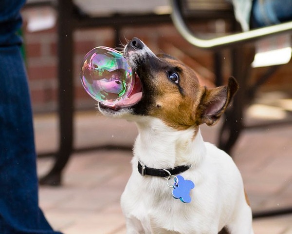 シャボン玉をパクっと食べちゃう犬