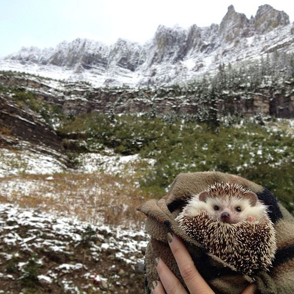 ハリネズミと雪山