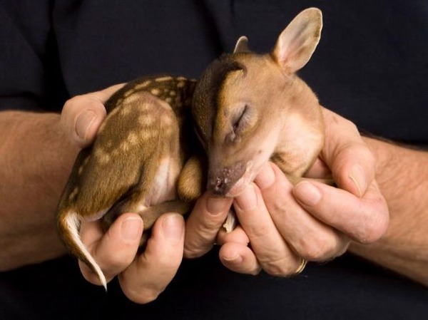 小さくて可愛いすぎる ベイビーキュートな動物の赤ちゃん画像特集