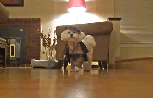 コスプレした犬猫たちの破壊力が半端ない 動く犬猫のおもしろgif画像26枚 コスプレした犬猫たちの破壊力が半端ない 動く犬猫のおもしろgif画像26枚