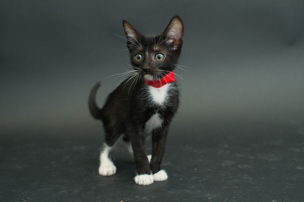 アメリカのアニマルシェルターで里親を待つ黒猫たちの写真 (9)
