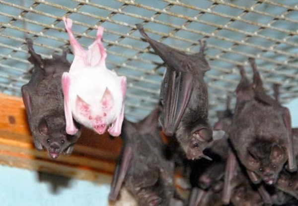 神秘的な白 美しい純白なアルビノ動物の画像特集