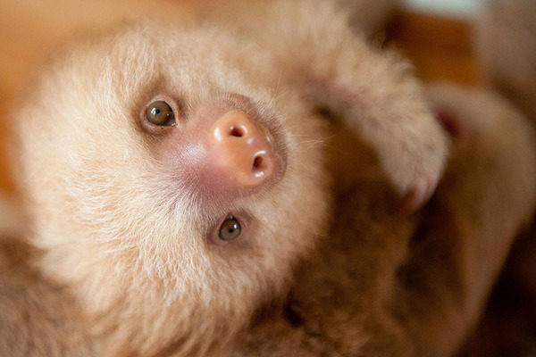 癒し系動物ナマケモノの赤ちゃんが超かわいい画像 (6)