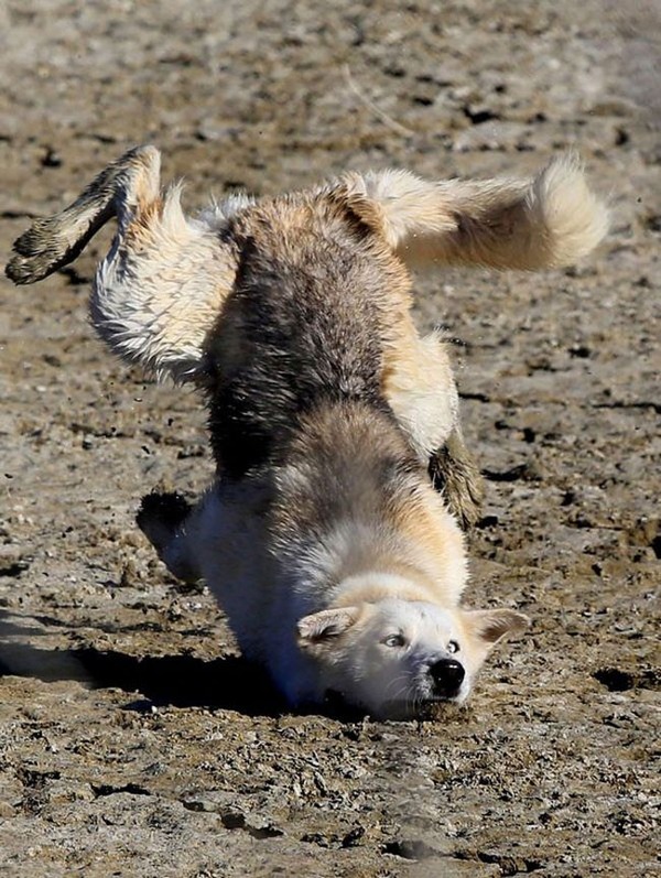 犬がすってんころりん！