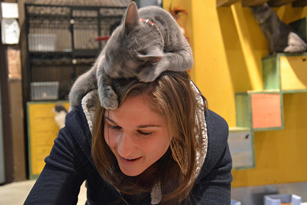 ボクに構いにゃさい。ツンデレ猫画像 (27)